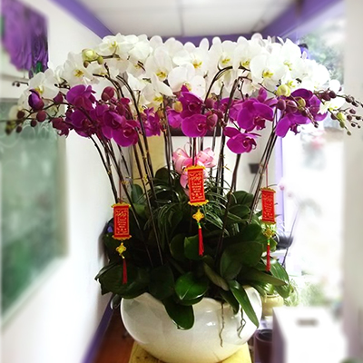 Tet, Lunar New Year, Flowers, Florist, Gifts, Quà, Quà Tết, Orchids, Vietnam Gift, Vietnam Florist